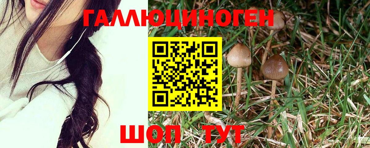 Псилоцибиновые грибы мицелий Калуга